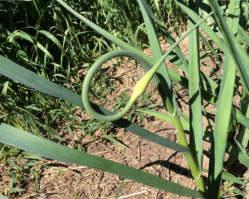 Wesseling Farms garlic scapes™