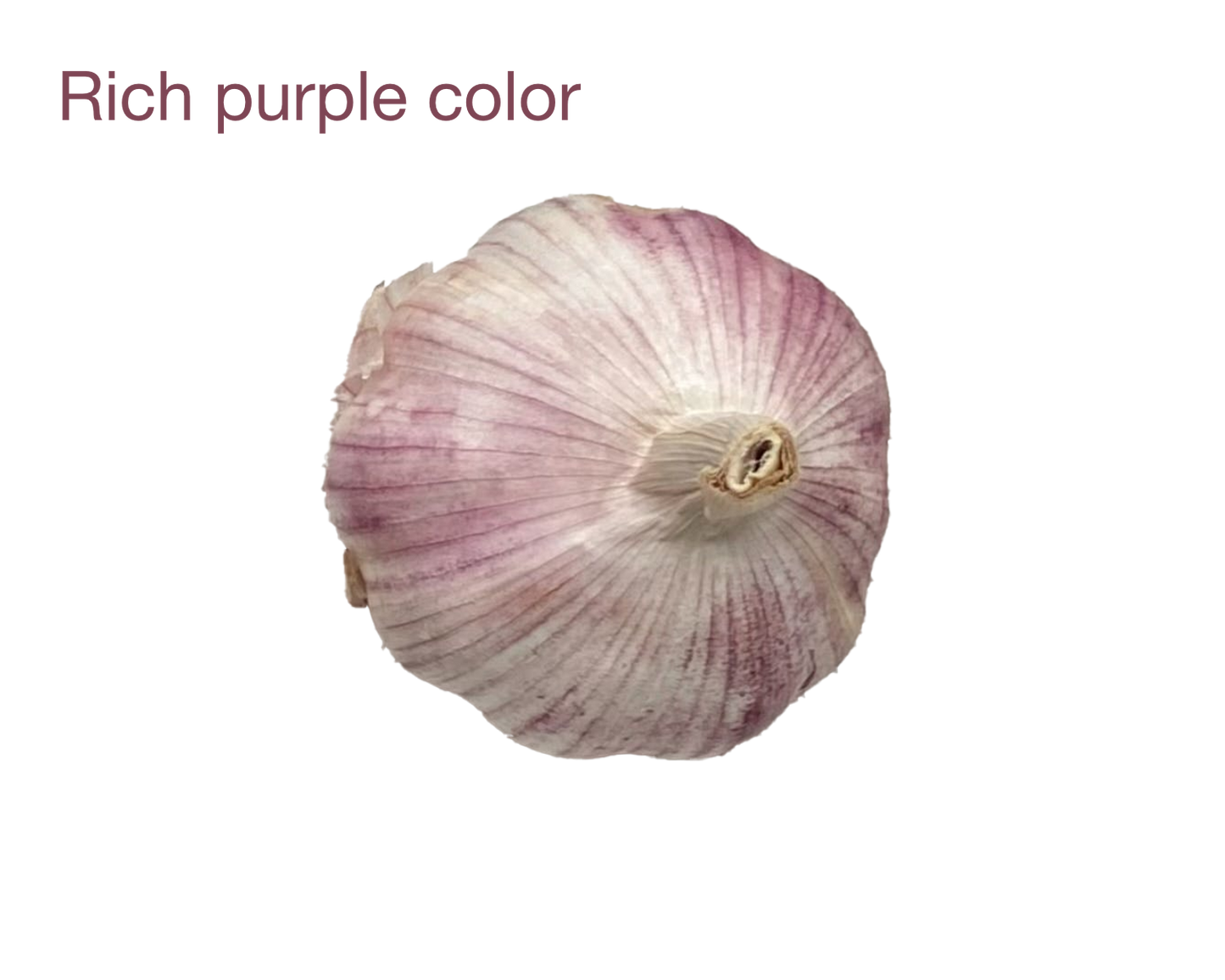 Wesseling Farms signature Red Russian garlic™ (5 large bulbs)