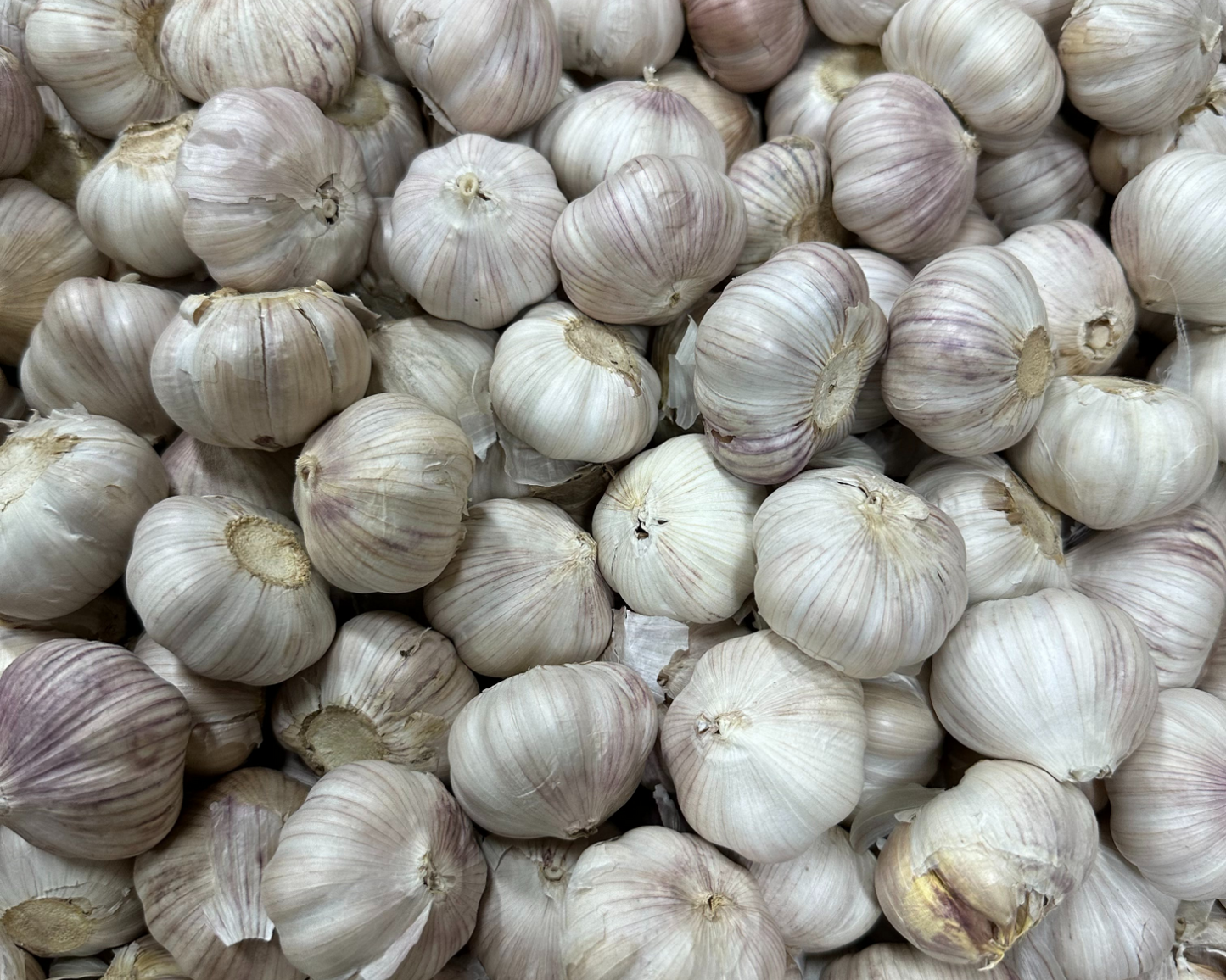 Wesseling Farms signature Red Russian garlic™ (5 large bulbs)