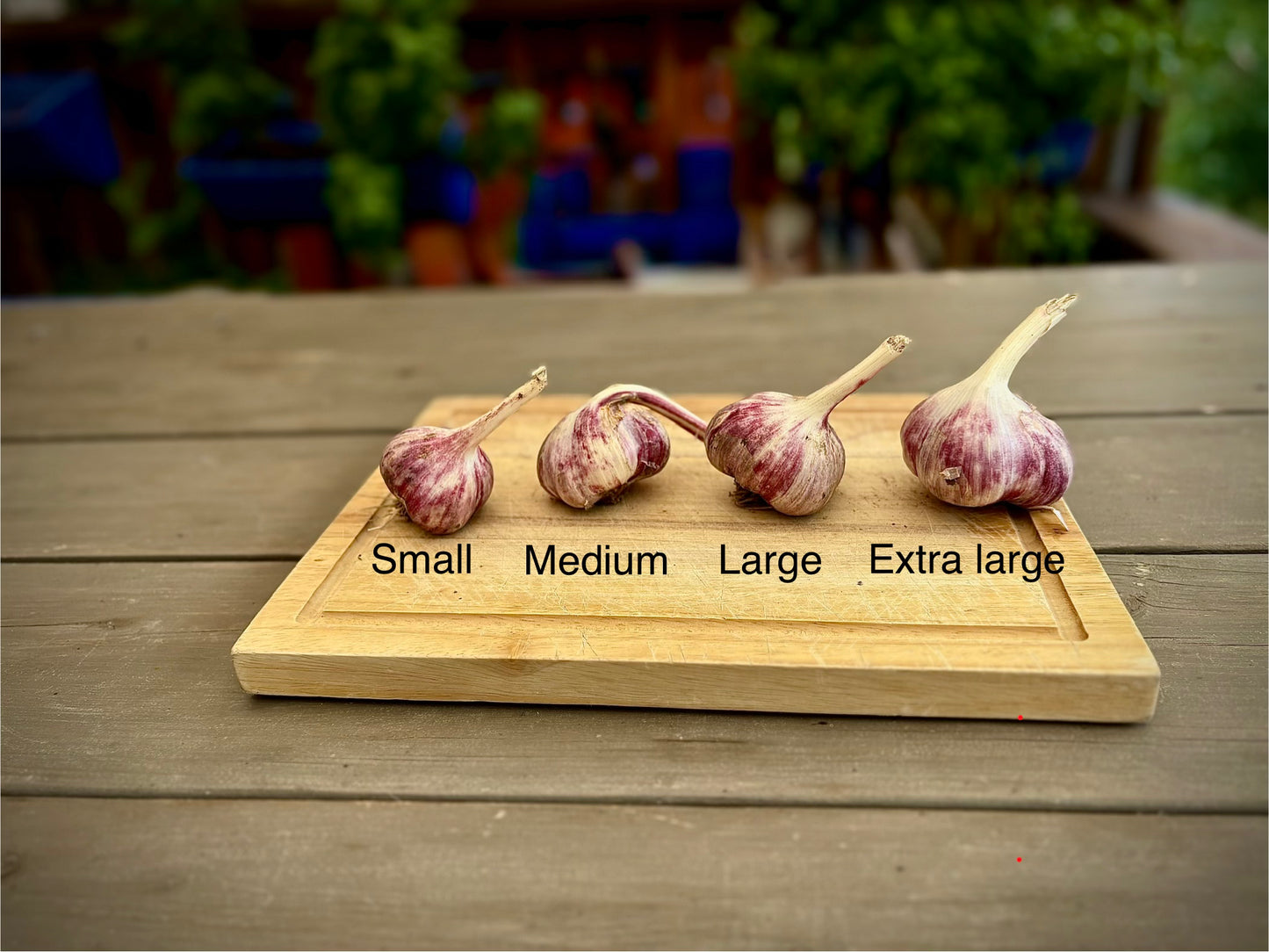Wesseling Farms signature Red Russian garlic™ (5 bulbs)